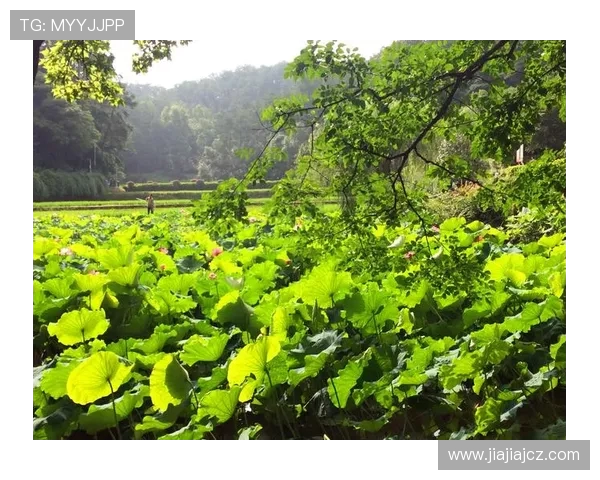 深度对话:陈娜如何在DOTA2世界中追寻梦想与成长 深度对话:陈娜如何在DOTA2世界中追寻梦想与成长