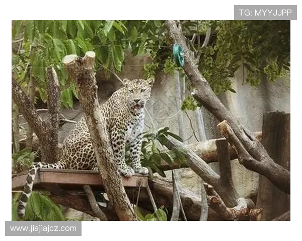 乌鸦与美洲虎的智慧与力量之争谁能在自然界中胜出